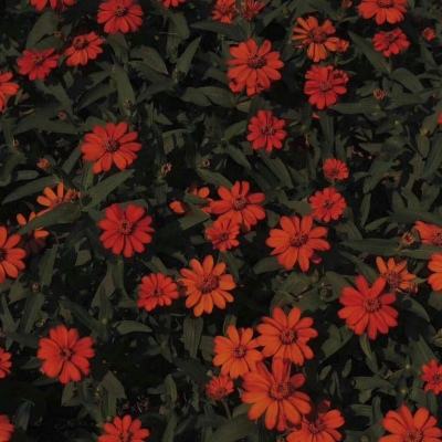 火狐app最新登录