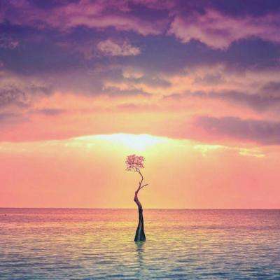 双赢彩票官方网站app下载